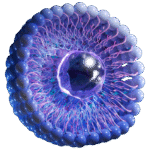 Nanolute - Sirolimus Coated Balloon- MagicTouch